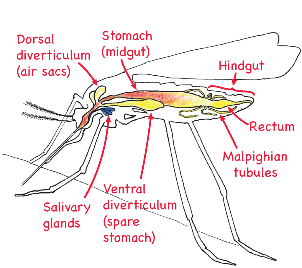 digestive_sys_mosquito_labels
