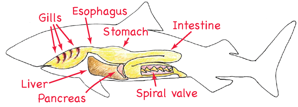 digestive_sys_shark_labels